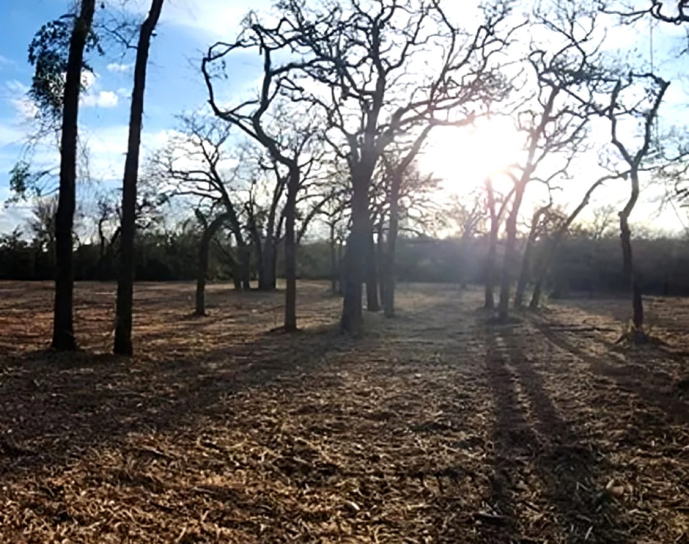 Brush and tree removal land clearing in Williamson County, TX Brush and tree removal land clearing in Williamson County, TX
